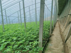 金秋旅游打卡來牛莊|譚家園子:繪就美麗動人的生態(tài)農(nóng)業(yè)新畫卷