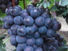 葡萄苗凍害如何預防與補救?