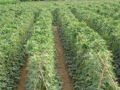 探豆角苗期用肥,選適宜肥料,促茁壯成長