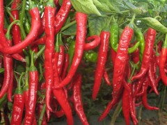 美人椒種植秘籍：最佳時機你知道嗎？