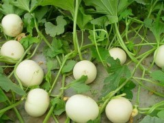 香瓜成熟期揭秘:從25天到80天,甜度背后的時間密碼